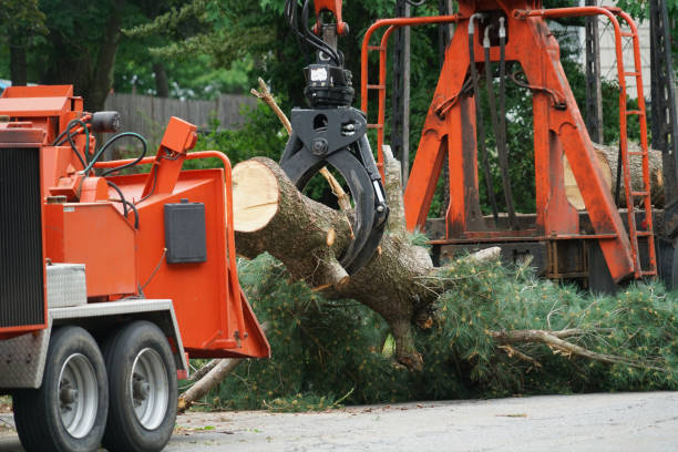 Trusted North Mankato, MN  Tree Services Experts